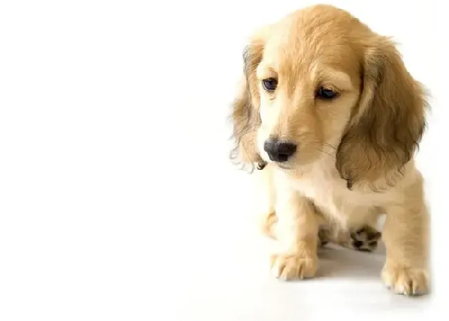 腊肠犬|请问医生我家腊肠犬拉肚子很臭怎么办