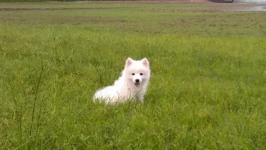 银狐犬辨别 银狐犬和萨摩耶有怎么样的区别 | 银狐犬