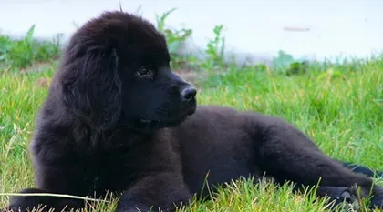 纽芬兰犬的好养吗 适当补充肉类食物 | 纽芬兰犬