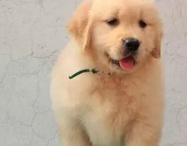 金毛|金毛犬眼睛红眼屎多是不是生病了