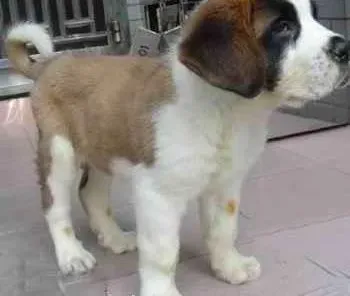 圣伯纳犬|圣伯纳犬总是乞食怎么办