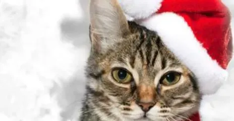 猫圆线虫病 怎样防治猫患圆线虫病 | 圆线虫病