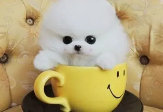 博美犬|宠物笑谈 饲养博美犬的理由有哪些