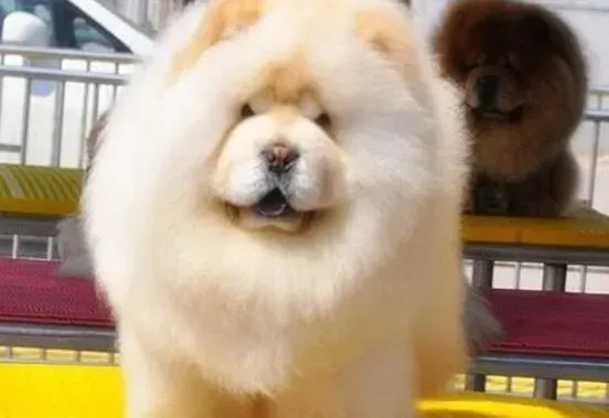松狮犬|成年松狮犬需要注射几针疫苗