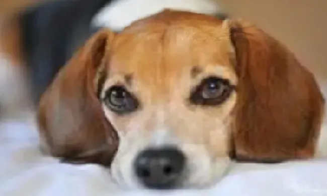 比格犬|比格犬缺钙的原因及症状有哪些