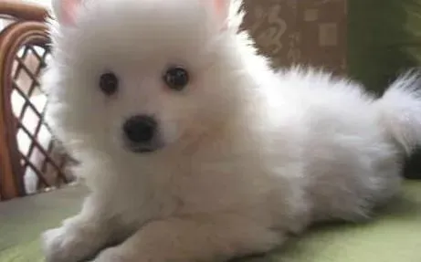 银狐犬|我家银狐犬一天吐好几次是生病了吗