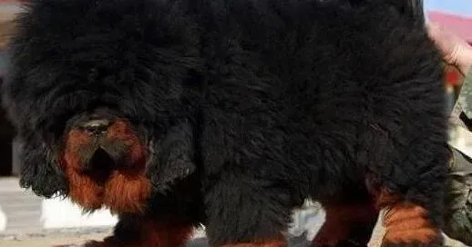 藏獒|藏獒狗瘟治疗一周多没有任何症状是不是好了
