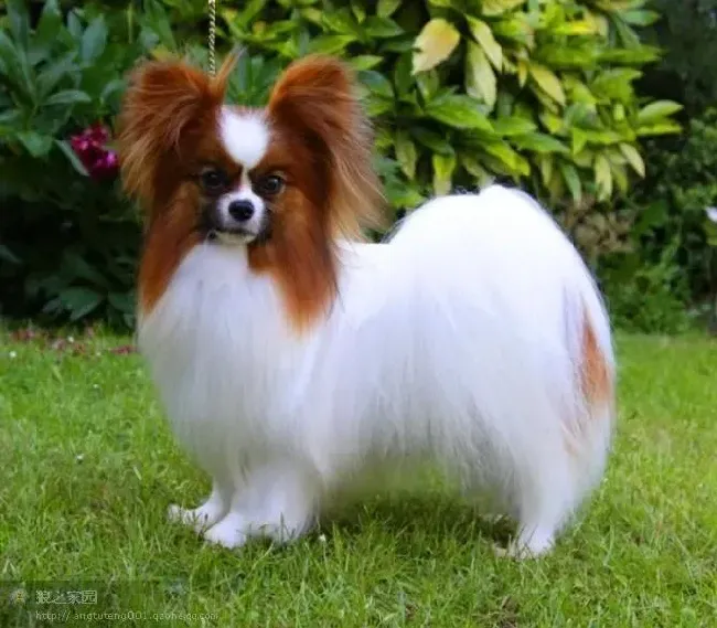 蝴蝶犬|未满月的蝴蝶犬吃些什么好