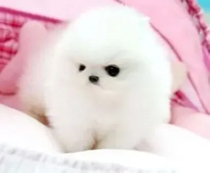 博美犬|博美种犬产后的“月子”护理至关重要