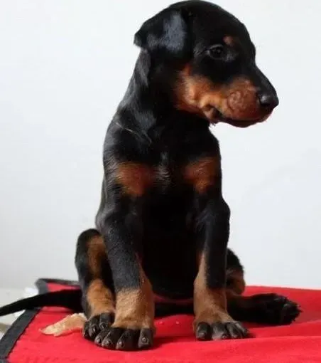 杜宾犬|杜宾犬出现感冒的情况要怎么办