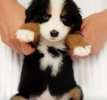 伯恩山犬|为什么伯恩山犬在雪地里可以行走自如