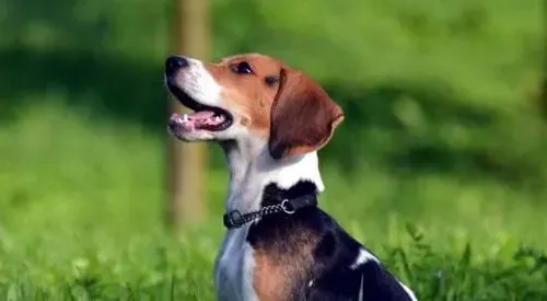 比格犬吃什么狗粮好 推荐纯天然狗粮 | 比格犬