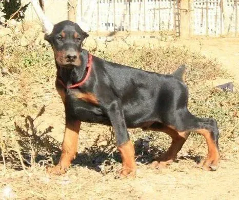 杜宾犬|让杜宾犬不再独自在家搞破坏的小窍门