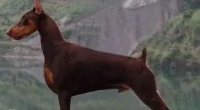杜宾犬|杜宾犬吃屎的七种理由分析