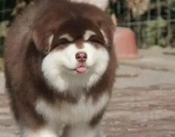 阿拉斯加犬|论阿拉斯加雪橇犬幼犬的健康食谱的重要性