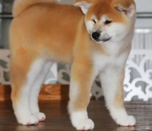 秋田犬|带秋田犬坐车的小学问