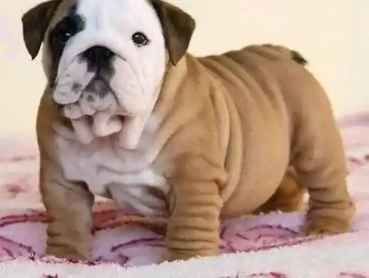 英国斗牛犬|斗牛犬可以吃海带或紫菜吗