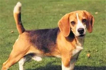 哈利犬能追上野兔吗 哈利犬是可以追上野兔的 | 哈利犬