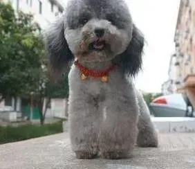 贵宾犬|怎样训练让贵宾犬帮助你拿东西