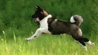 秋田犬|秋季护理常识 进入秋季如何饲养秋田犬