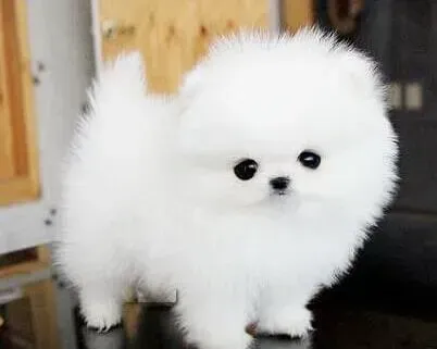 博美犬|博美犬感冒了反复高烧该怎么办