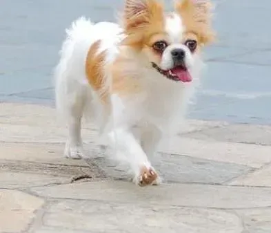 蝴蝶犬|蝴蝶犬用哪种体外驱虫药物好
