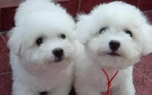 比熊犬|判断比熊犬的身体健康要注意哪几个要点