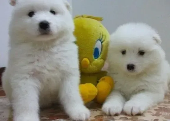 萨摩耶|和平五部曲 训练萨摩耶犬与孩子融洽共处
