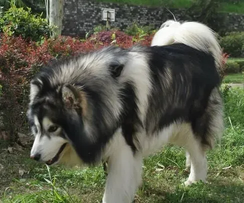 阿拉斯加雪橇犬的性格 阿拉斯加的养护知识 | 阿拉斯加雪橇犬