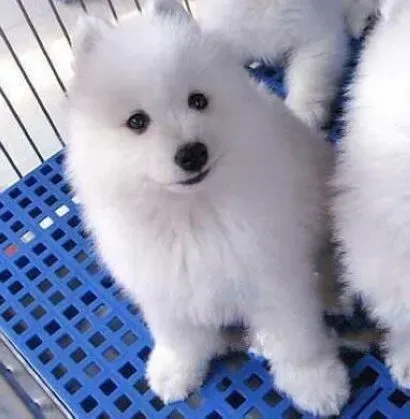 萨摩耶|怎样喂养晚年的萨摩耶犬