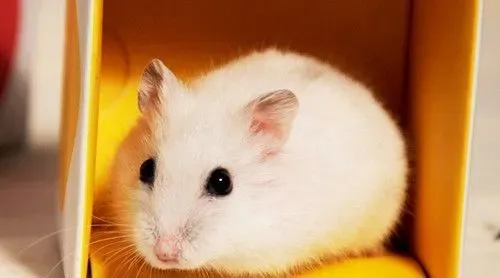 仓鼠生育周期 雌仓鼠生产前会有什么症状 | 仓鼠