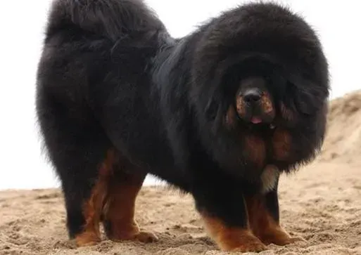 藏獒|了解狗狗记忆能力 藏獒的记忆能力有哪些方式