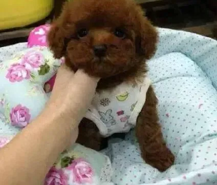 贵宾犬|贵宾犬的饲养需要掌握哪些方法