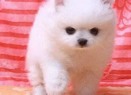博美犬|请问医生我家博美犬为什么前腿最近老疼