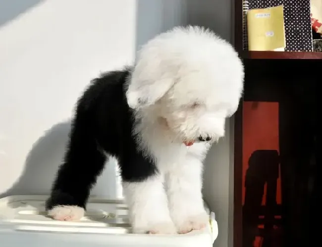 古代牧羊犬|古代牧羊犬不吃东西只喝水是怎么回事