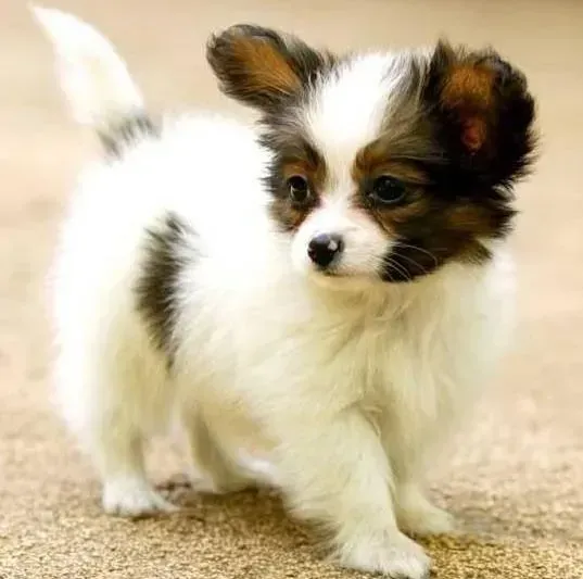 蝴蝶犬|造成蝴蝶犬脂肪瘤的两大原因