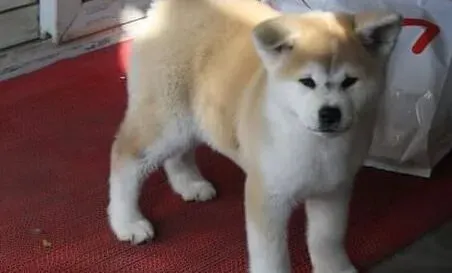 秋田犬|秋田犬在生产之前会出现哪些不同寻常的动作