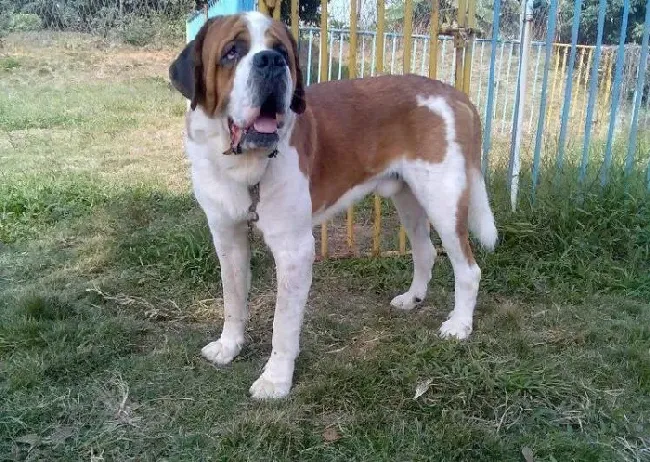 圣伯纳犬|初来的圣伯纳犬排泄与活动要如何进行