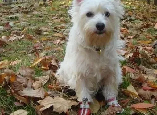 西高地|西高地犬的眼睛、牙齿等问题需要到主人们的特别关注