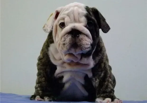 英国斗牛犬|斗牛犬的眼皮下面长了一个红疙瘩是什么东西