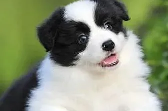 边境牧羊犬|如何阻止边境牧羊犬的胡乱吠叫