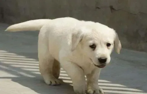 拉布拉多|缺钙会对拉布拉多犬有什么样的危害