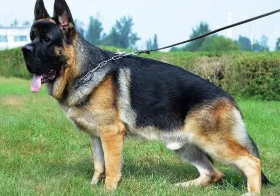 德国牧羊犬|如何正确的喂食不同阶段的德国牧羊犬