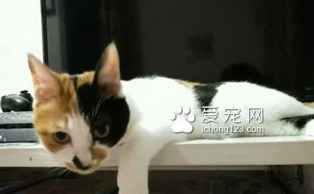 猫抽搐怎么回事 可能是缺乏微量元素 | 