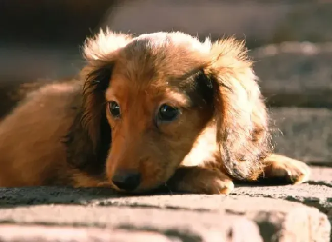 腊肠犬|怎么喂3个月的腊肠犬吃驱虫药