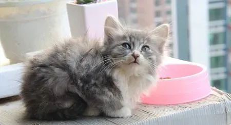 小猫多大可以吃猫粮 1-2个月后可以吃 | 猫