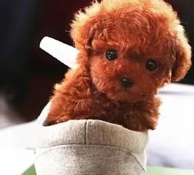 泰迪犬|如何让你的泰迪犬不再啃咬家具