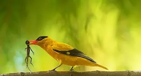 玩赏鸟的品种有哪些 从羽毛鸣叫选择鸟儿 | 黑枕黄鹂(black-naped oriole)