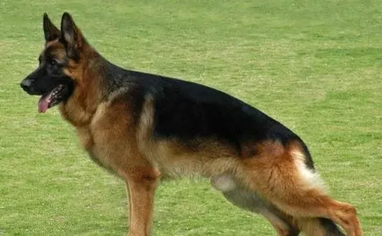 德国牧羊犬怎么训 德国牧羊犬饲养注意地方 | 德国牧羊犬