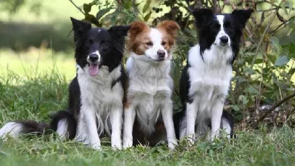 边境牧羊犬|给边牧驱虫注意事项 边境牧羊犬驱虫方法